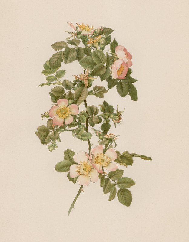 Rosa inglese da English School