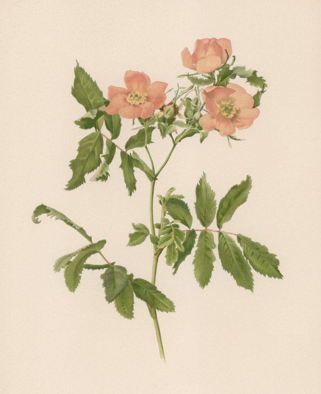 Rosa inglese da English School
