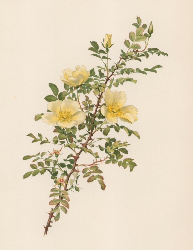 Rosa inglese da English School