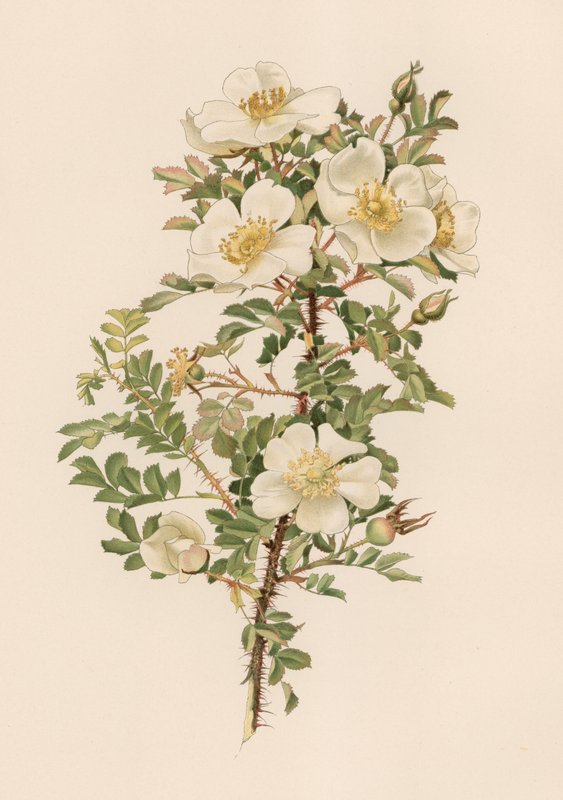 Rosa inglese da English School