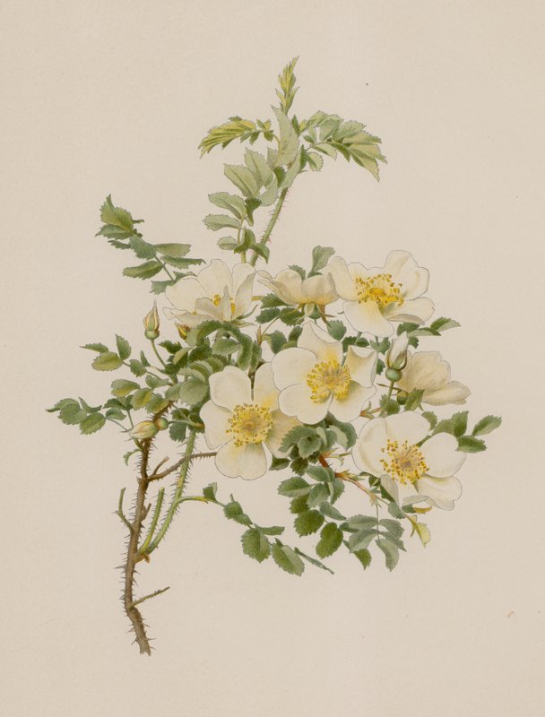 Rosa inglese da English School