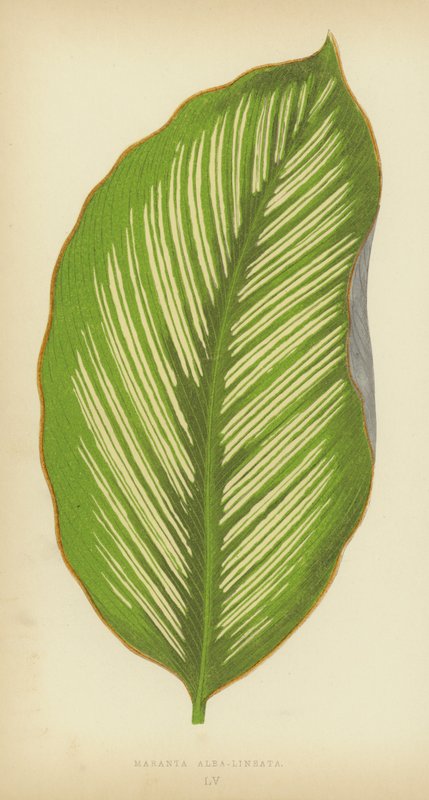 Maranta Alba-Lineata da English School