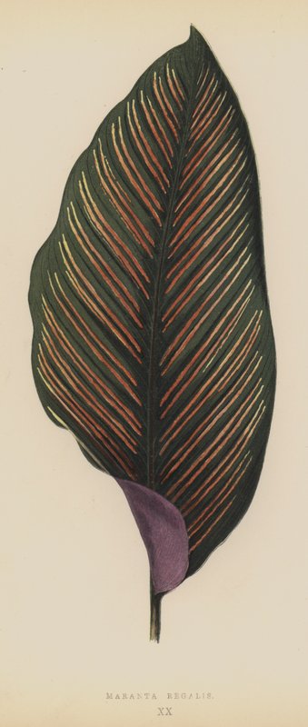 Maranta Regalis da English School
