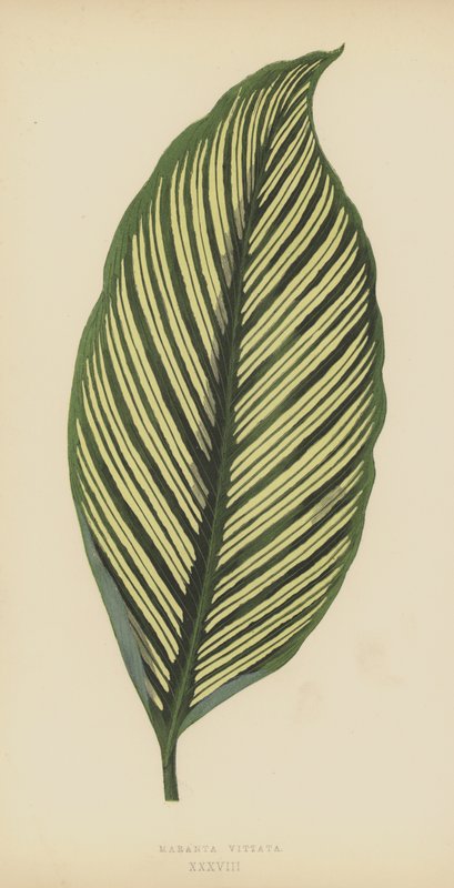 Maranta Vittata da English School