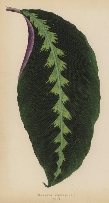 Maranta Warsewiczii da English School