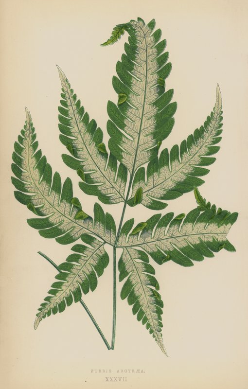 Pteris Argyraea da English School