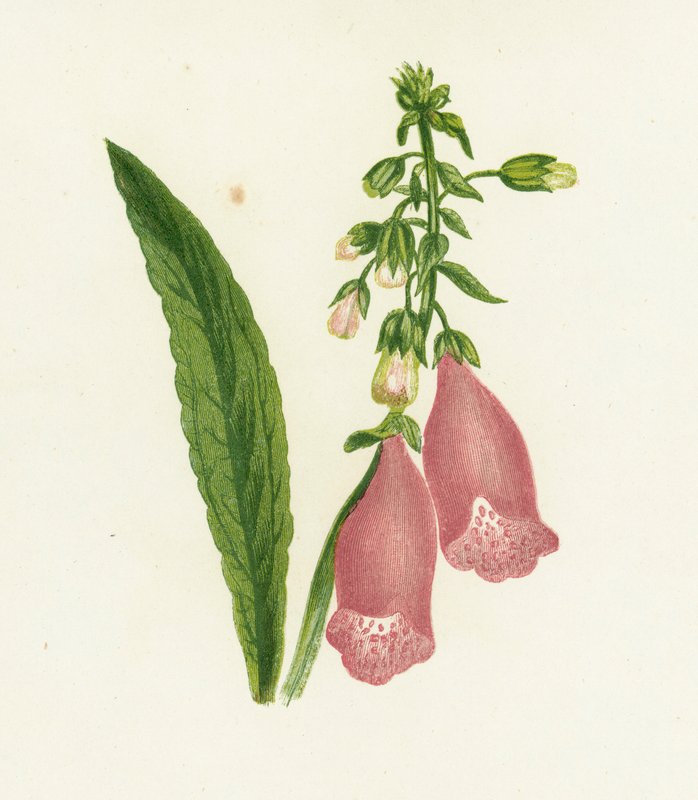 Digitalis Purpurea da English School
