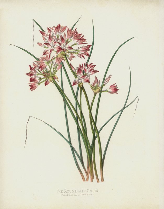 Allium Acuminatum da English School
