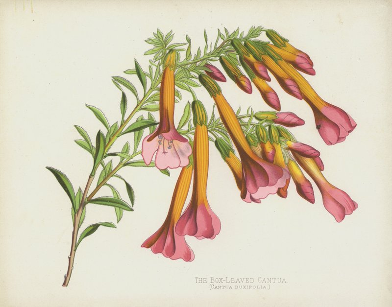 Cantua Buxifolia da English School