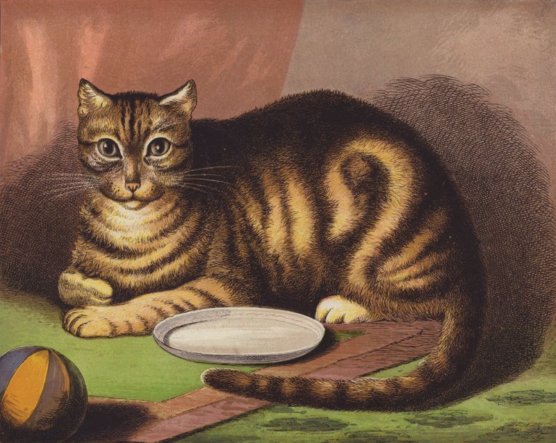 Il gatto da English School