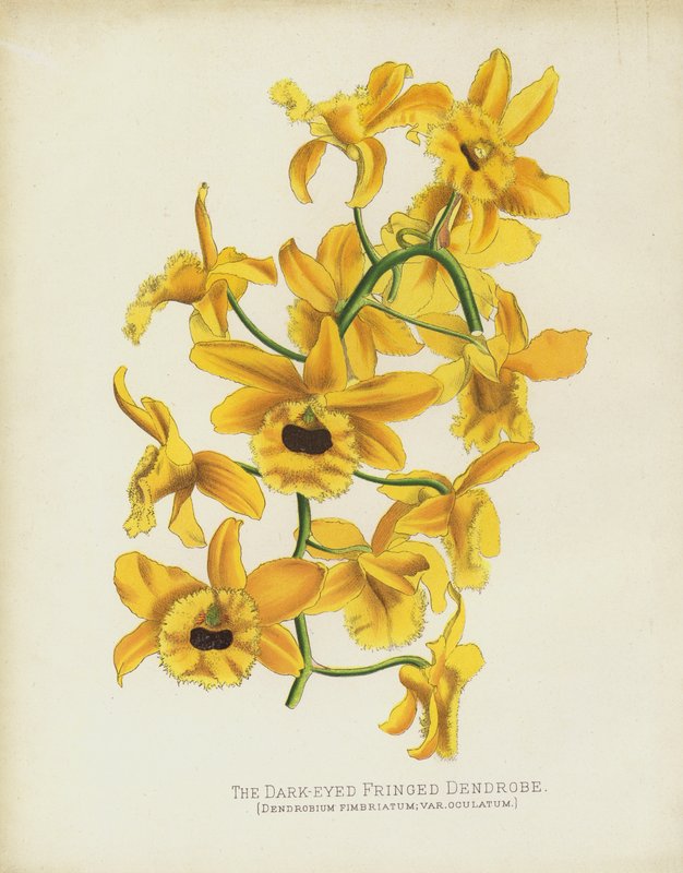 Il dendrobium frangiato dagli occhi scuri, Dendrobium Fimbruatum; var Oculatum da English School