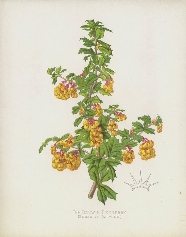 Berberis Darwinii da English School