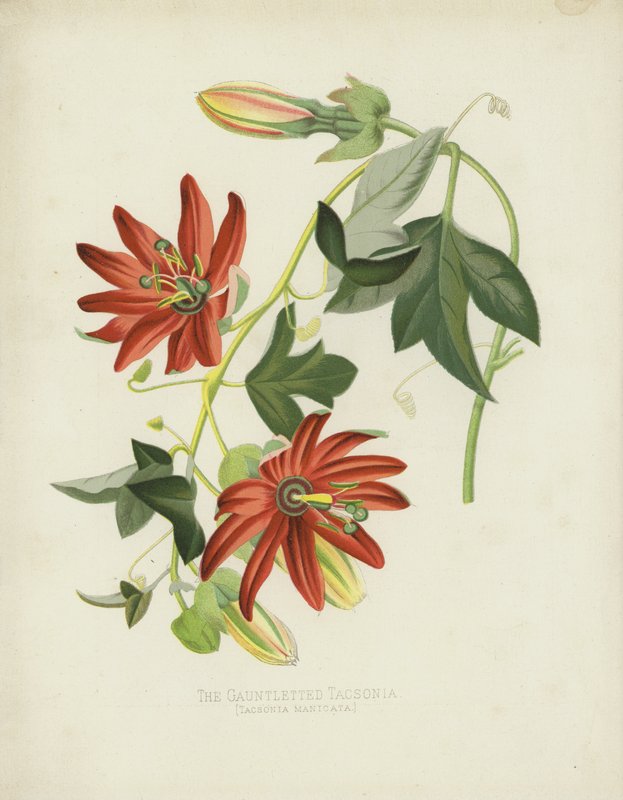 Tacsonia Manicata da English School