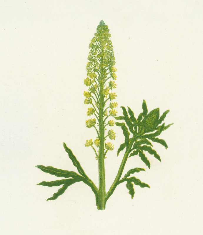 Reseda gialla da English School