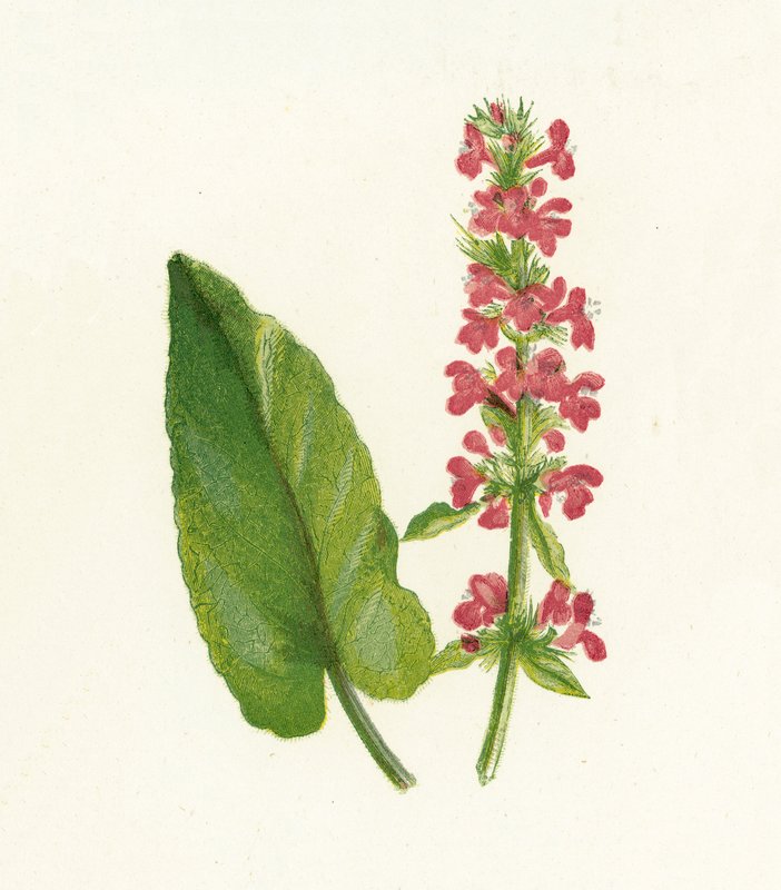 Betonica Officinalis da English School