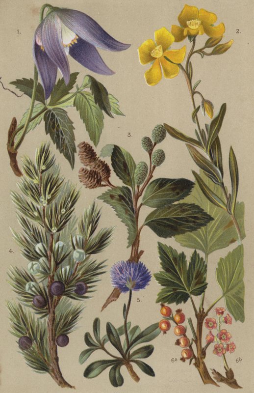Flora alpina da European School