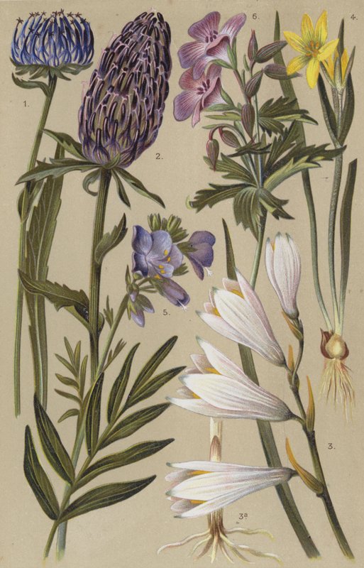 Flora alpina da European School