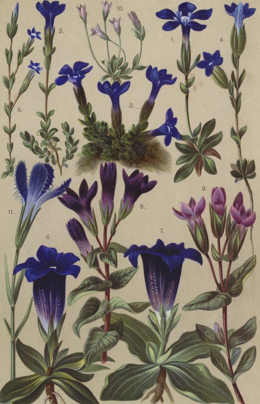 Flora alpina da European School