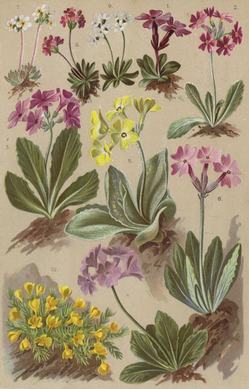 Flora alpina da European School