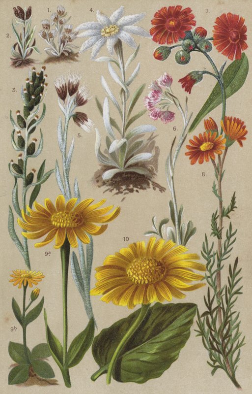 Flora alpina da European School
