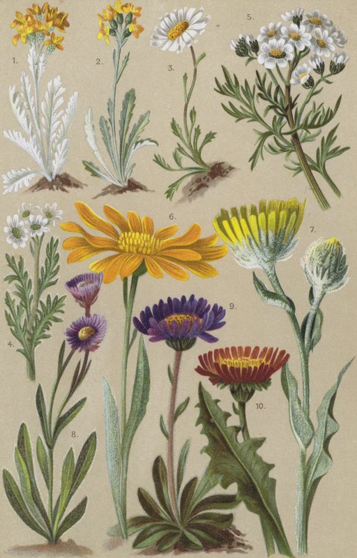 Flora alpina da European School