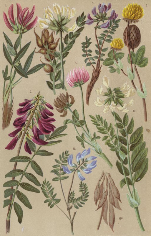 Flora alpina da European School