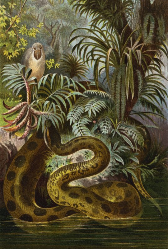 Anaconda da European School