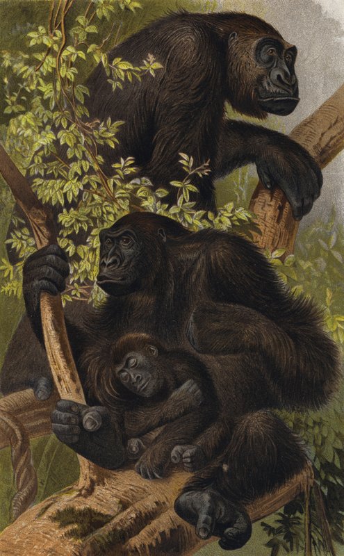 Gorilla da European School