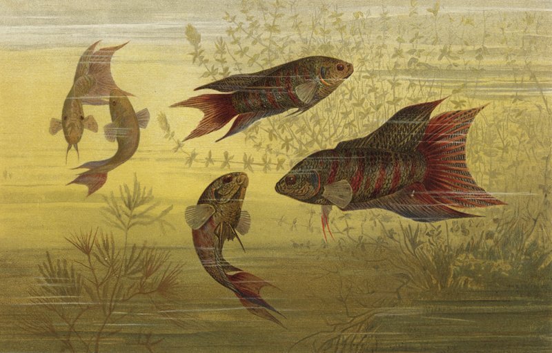 Pesce grosso da European School