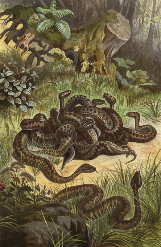 Vipera comune da European School