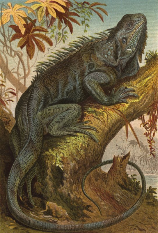 Iguana da European School
