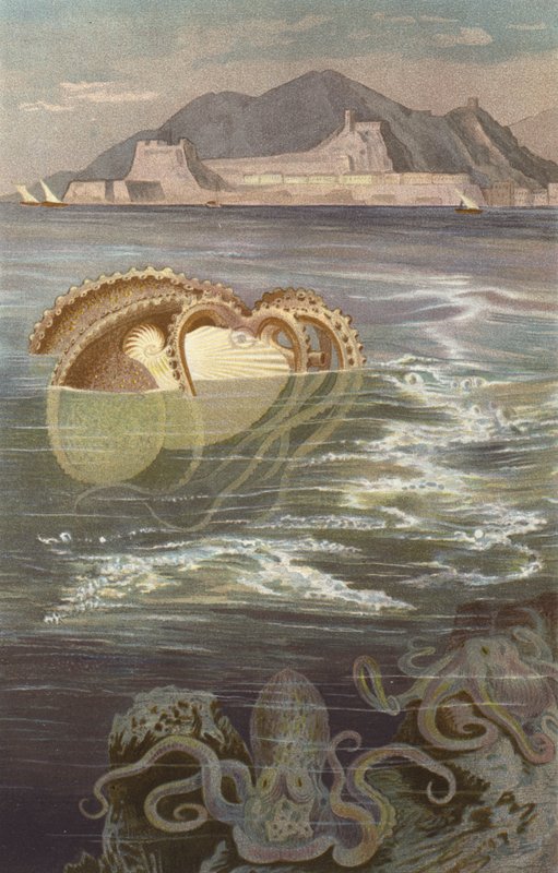 Nautilus di carta da European School