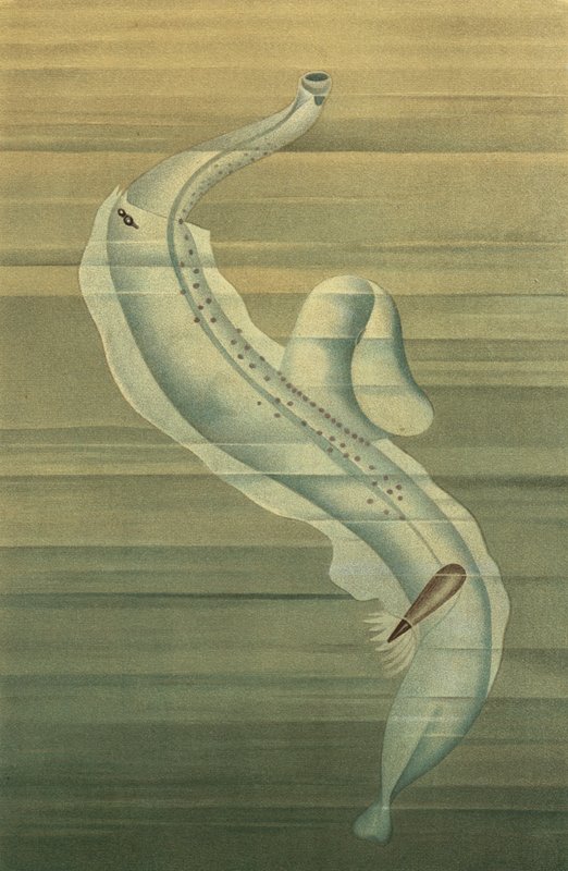 Pterotrachea da European School