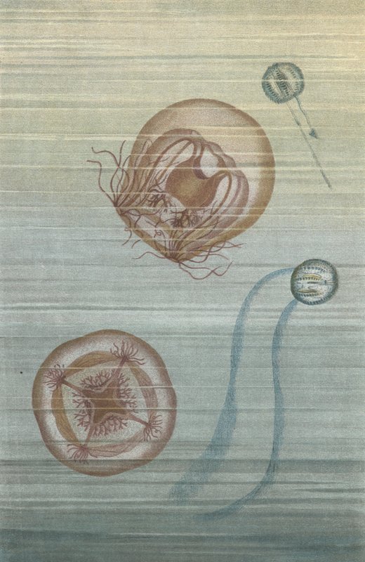 Meduse galleggianti da European School