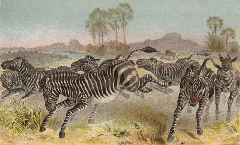 Zebra da European School
