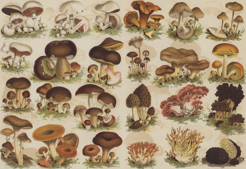 Funghi commestibili da German School