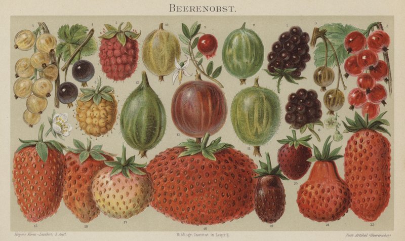 Frutta morbida da German School