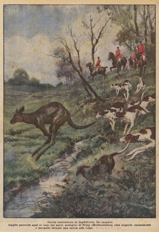 Caccia australiana in Inghilterra da Achille Beltrame