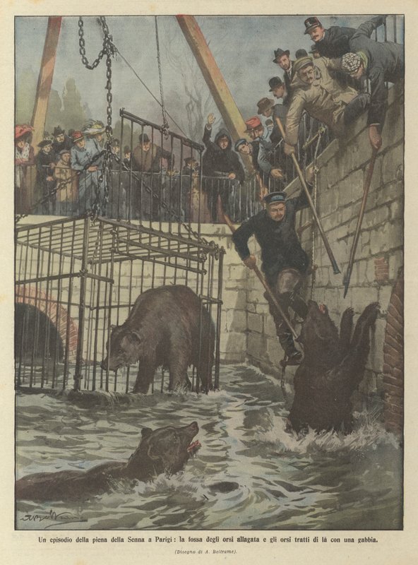 Un episodio della piena della Senna a Parigi, la fossa degli orsi allagata e gli orsi tratti di là con una gabbia da Achille Beltrame