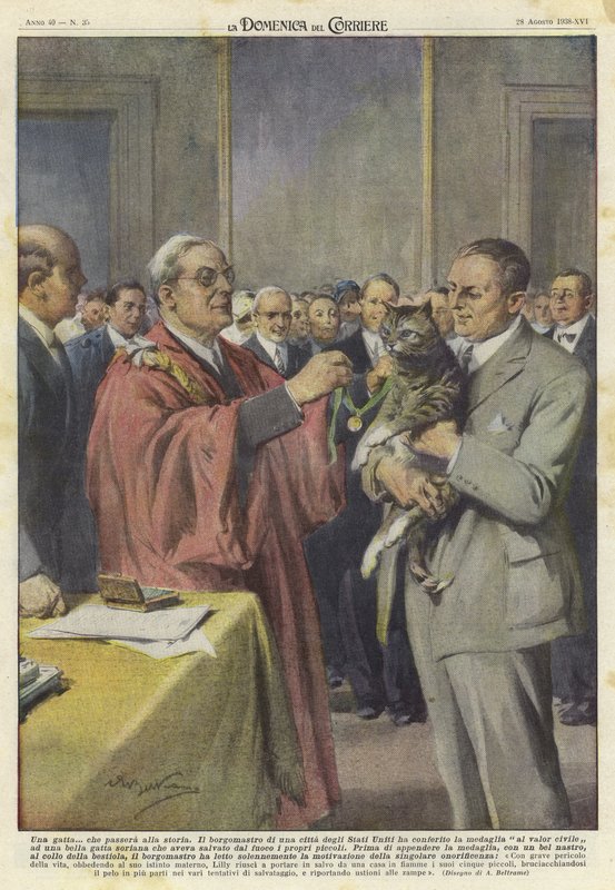 Un gatto onorato con una medaglia da Achille Beltrame