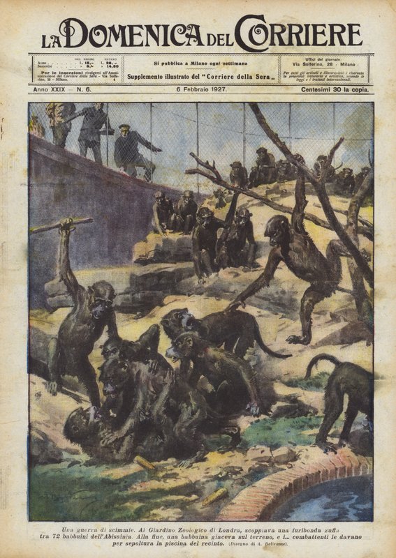 Una guerra di scimmie da Achille Beltrame