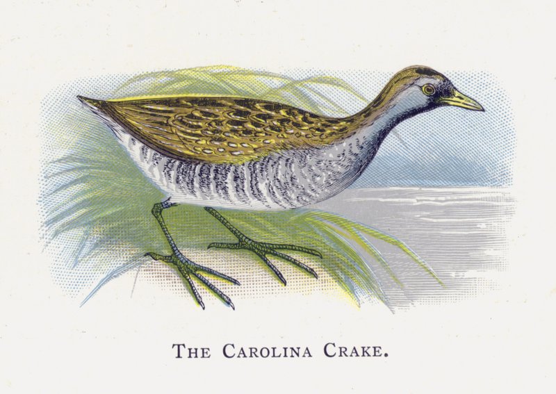 Il Porciglione della Carolina da Alexander Francis Lydon