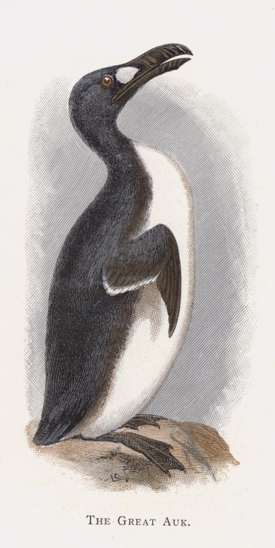 Il Grande Auk da Alexander Francis Lydon