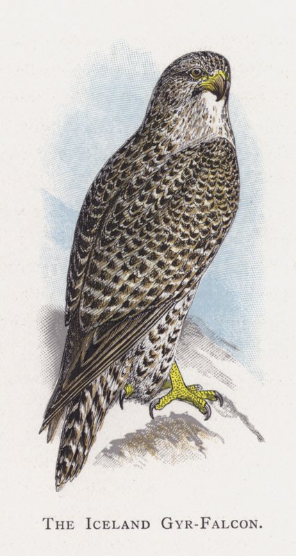 Il Falco Pellegrino Islandese da Alexander Francis Lydon