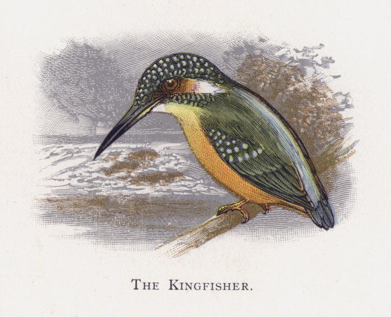Il Martin Pescatore da Alexander Francis Lydon