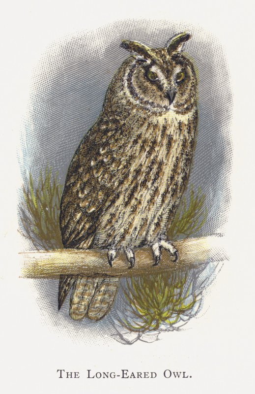 Il Gufo dalle Orecchie Lunghe da Alexander Francis Lydon