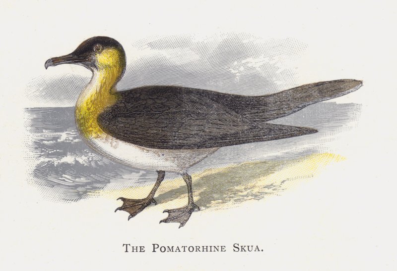 Lo Stercorario pomarino da Alexander Francis Lydon