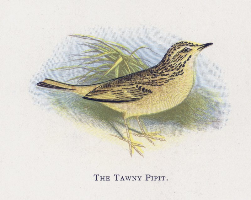 Pipit fulvo da Alexander Francis Lydon