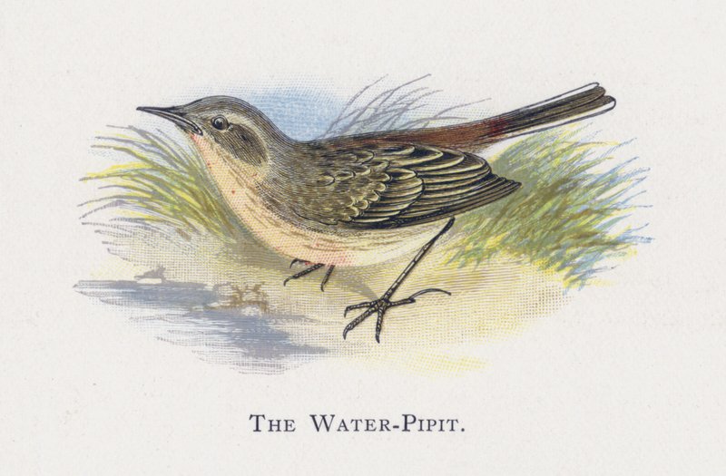 Pipit d