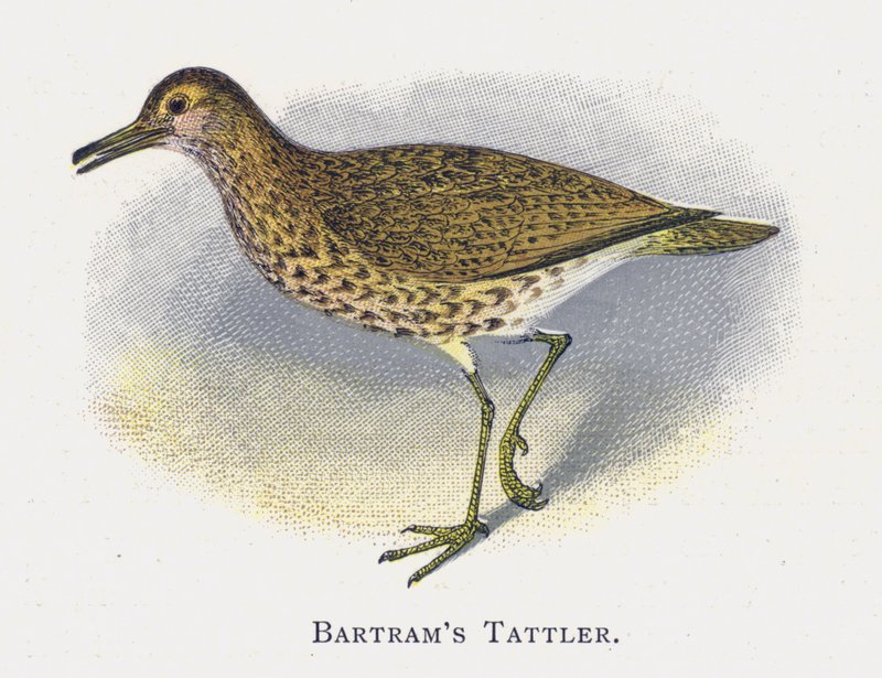 Il Totano di Bartram da Alexander Francis Lydon